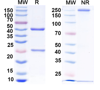 HPV16 L1/Major capsid protein L1 Human Recombinant Antibody