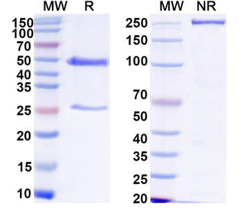 HPV16 L1/Major capsid protein L1 Human Recombinant Antibody
