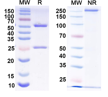 HRSV-A G/Major surface glycoprotein G Human Monoclonal Antibody