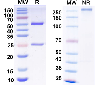 HRSV-A G/Major surface glycoprotein G Human Monoclonal Antibody