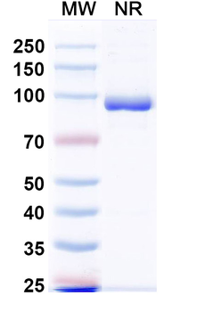 HRSV-A F/Fusion glycoprotein F0 Human Monoclonal Antibody