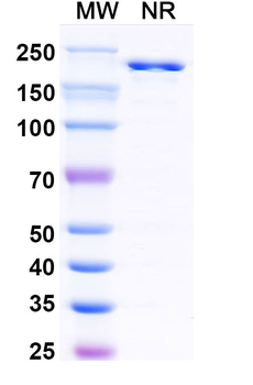 HRSV-A F/Fusion glycoprotein F0 Mouse Monoclonal Antibody