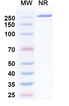 HRSV-A F/Fusion glycoprotein F0 Human Monoclonal Antibody
