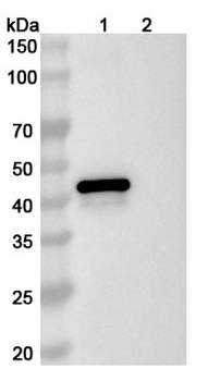 HRSV-A/BRSV F/Fusion glycoprotein F0 Human Monoclonal Antibody