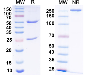 HeV/NiV Glycoprotein G Human Monoclonal Antibody