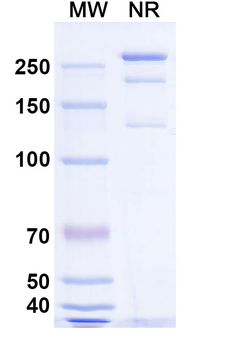 HeV/NiV Glycoprotein G Human Monoclonal Antibody