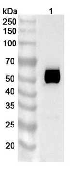 TSHR Mouse Recombinant Antibody