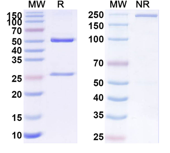 SARS-CoV-2 S2 Protein Human Monoclonal Antibody