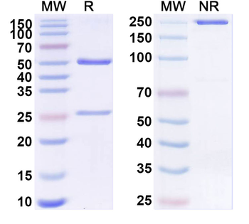SARS-CoV-2 S2 Protein Human Monoclonal Antibody