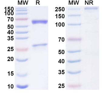 SARS-CoV-2 S2 Protein Human Monoclonal Antibody