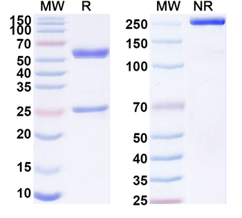 SARS-CoV-2 S2 Protein Human Monoclonal Antibody