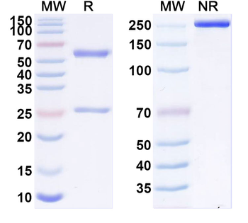 SARS-CoV-2 S2 Protein Human Monoclonal Antibody