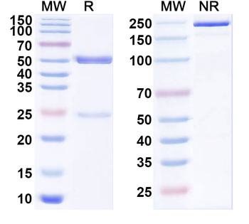 SARS-CoV-2 NTD Human Monoclonal Antibody