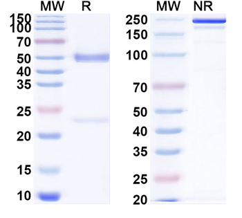 SARS-CoV-2 NTD Human Monoclonal Antibody