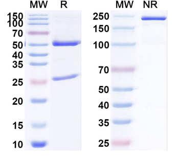 SARS-CoV-2 NTD Human Monoclonal Antibody