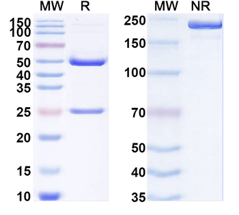 SARS-CoV-2 NTD Human Monoclonal Antibody