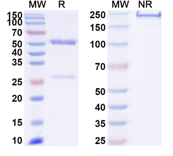 SARS-CoV-2 NTD Human Monoclonal Antibody