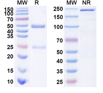 SARS-CoV-2 NTD Human Monoclonal Antibody