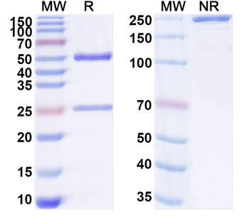 SARS-CoV-2 RBD Human Monoclonal Antibody