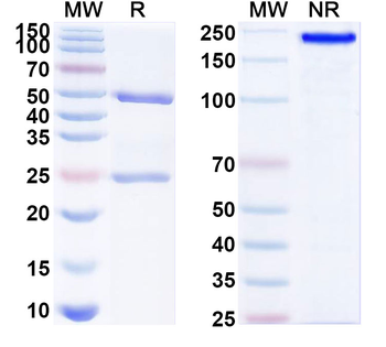 SARS-CoV-2 RBD Human Monoclonal Antibody
