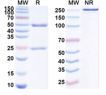 SARS-COV2 RBD Human Monoclonal Antibody