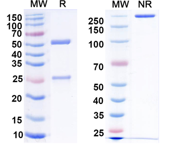 DENV-2 E-DIII Human Monoclonal Antibody