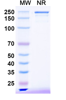 HRSV F/Fusion glycoprotein F0 Human Monoclonal Antibody