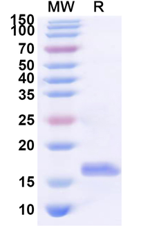 Recombinant HCoV-OC43 M/Membrane protein Protein, N-His