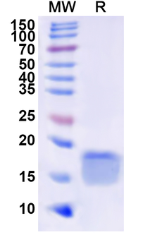 Recombinant Human NOX1 Protein, N-His