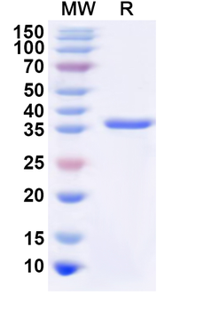 Recombinant Human CD99L2 Protein, N-GST & C-His