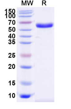 Recombinant Dog CD40/TNFRSF5 Protein, C-dFc
