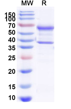 Recombinant Dog NGF/Beta-NGF Protein, C-Fc