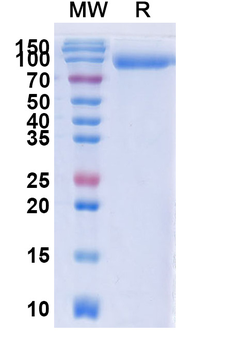 Recombinant Human CD6 Protein, C-Fc