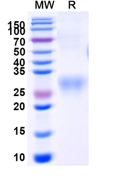Recombinant Human CD292/BMPR1A Protein, C-His