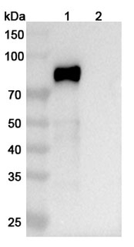 Recombinant Human CD158k/KIR3DL2 Protein, C-Fc