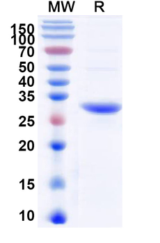 Recombinant Clostridioides difficile Toxin B/tcdB Protein, N-His