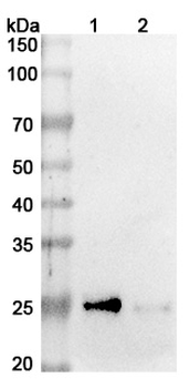 Recombinant Human CD319/SLAMF7 Protein, N-His