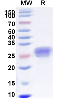 Recombinant Human CD40/TNFRSF5 Protein, C-His
