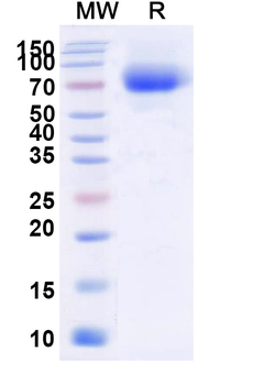 Recombinant Human CD333/FGFR3 Protein, C-His