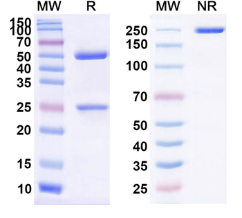 CD152/CTLA4 Mouse Monoclonal Antibody