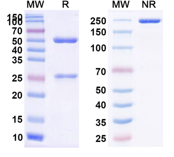 CD279/PDCD1/PD1 Rat Monoclonal Antibody