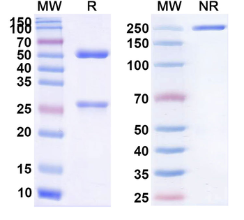 Rat IgG2b Isotype Control Antibody