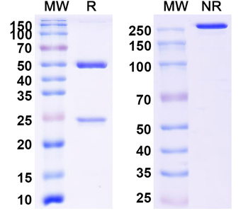 Rat IgG2a Isotype Control Antibody