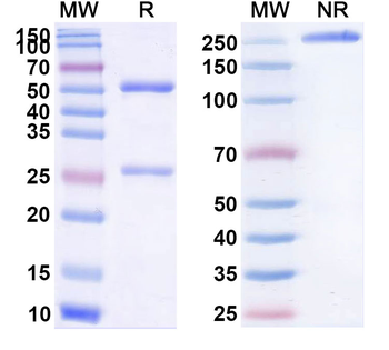 CD137/4-1BB/TNFRSF9 Rat Monoclonal Antibody