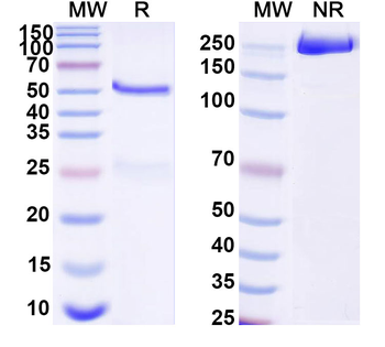 Normal Guinea pig IgG Isotype Control Polyclonal Antibody