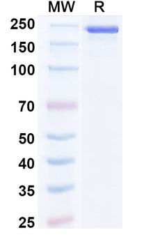 Human IgG3 lambda Isotype Control Monoclonal Antibody