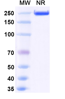 Mouse IgG2a (Fc Silence) Isotype Control Recombinant Antibody