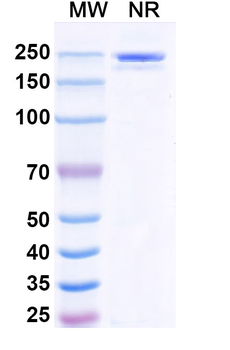 Human IgG2 lambda Isotype Control Monoclonal Antibody