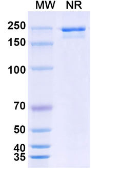 Human IgG1-G2-kappa Isotype Control Recombinant Antibody