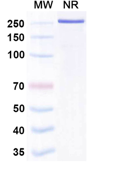 Human IgG1 (M428L/N434S) kappa Isotype Control Recombinant Antibody